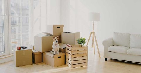Room with stacked cardboard boxes and a wooden crate, a small dog sitting on one of the boxes, with a white sofa, floor lamp, and large windows in the background.
